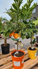 Citrus Sinensis - Sinaasappel, Ophalen