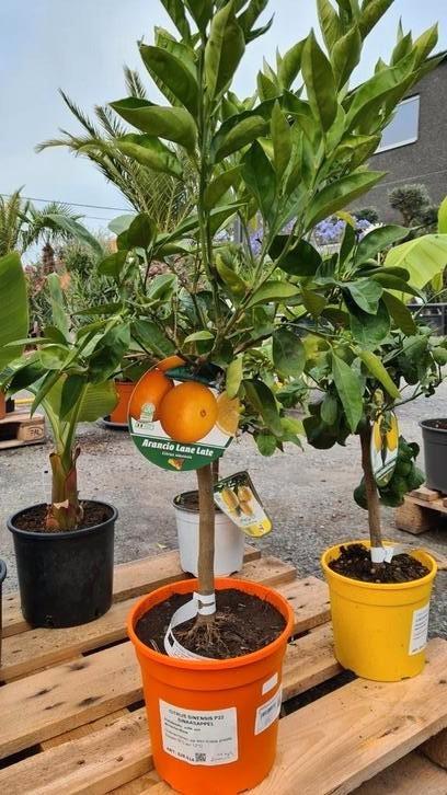 Citrus Sinensis - Sinaasappel, Tuin en Terras, Planten | Fruitbomen, Ophalen