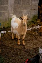 Dwerggeit bok 1 jaar oud, Dieren en Toebehoren, Mannelijk, Geit, 0 tot 2 jaar