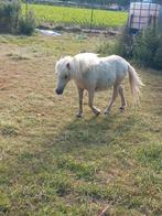 shetlander hengsten, Dieren en Toebehoren, Hengst