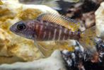 Aulonocara stuartgranti malawi cichliden, Dieren en Toebehoren, Vis, Zoetwatervis