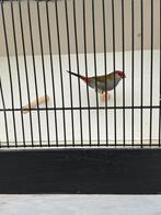 Te koop Dornastrildes, Dieren en Toebehoren, Meerdere dieren, Tropenvogel, Geringd