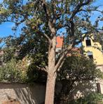 Brandhout / stam voor beeldhouwen, Tuin en Terras, Brandhout, Ophalen