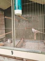 Bonte diamantduifjes, Dieren en Toebehoren