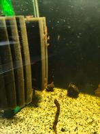 Crevette red Cherry, Animaux & Accessoires