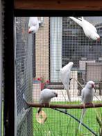 halsbandparkieten, Dieren en Toebehoren, Vogels | Parkieten en Papegaaien, Meerdere dieren, Parkiet, Geringd