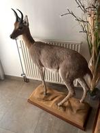 Zeer mooie antiloop L1mXH0.80m vraagprijs € 400, Verzamelen, Ophalen, Zo goed als nieuw, Hert