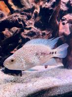 Blue texas cichlide, Dieren en Toebehoren, Vis, Zoetwatervis