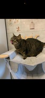Kattin, Dieren en Toebehoren, Poes, Kortharig, 3 tot 5 jaar