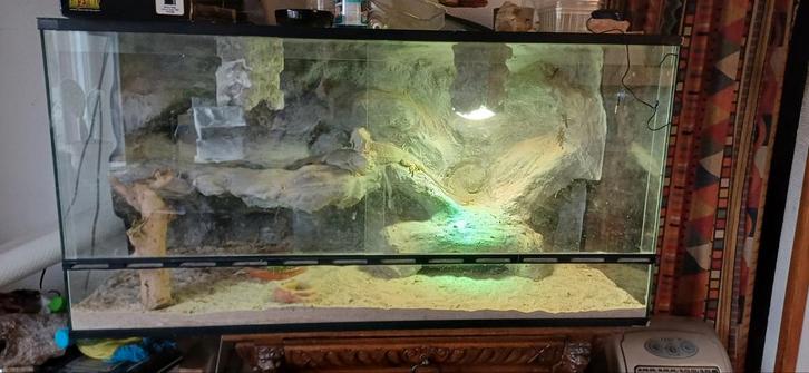 Terrarium avec paroi arrière 3D 115x60x50., Animaux & Accessoires, Reptiles & Amphibiens | Accessoires, Utilisé, Enlèvement