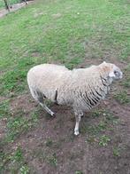 Schapen ram, Dieren en Toebehoren, Mannelijk, Schaap, 0 tot 2 jaar