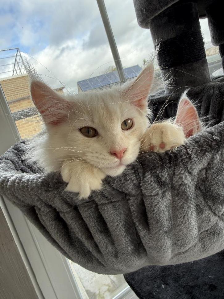 Maine Coon Kittens met Stamboom - Creme Smoke en Shaded, Dieren en Toebehoren, Katten en Kittens | Raskatten | Langhaar, Kater