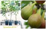 HONINGVIJG LAAGSTAM "GOUTTE D'OR", 1/+ M, IN POT, 18€/st., Tuin en Terras, Planten | Tuinplanten, Vaste plant, Fruitplanten, Ophalen of Verzenden