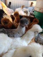 poule soie et autres races 4+1 gratuit 0499/082381, Femelle, Poule ou poulet
