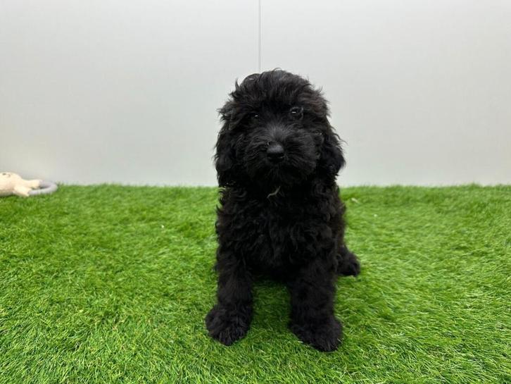 Chiot Caniche nain, Animaux & Accessoires, Chiens | Chihuahuas & Chiens de compagnie, Chienne, Caniche, Éleveur | Professionnel