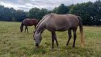 DRINGEND: adequate hulp met ervaring gezocht, Weidegang, 4 paarden of pony's of meer