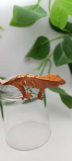Poss 1.0 Tricolor wimpergekko baby, Hagedis, Tam, 0 tot 2 jaar