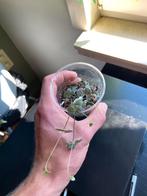 String of hearts variegata, Huis en Inrichting, Ophalen of Verzenden