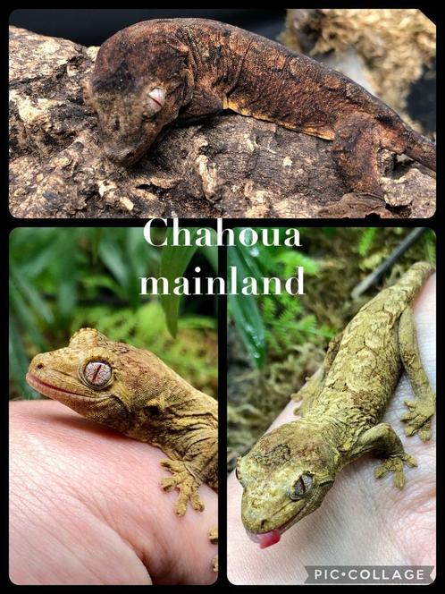 Chahoua baby + starterspakket (zie advertentie), Dieren en Toebehoren, Reptielen en Amfibieën