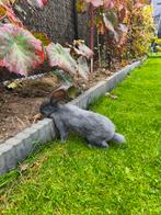 Vlamese Reus, Dieren en Toebehoren, Konijnen