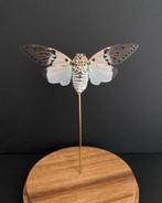 Cigale Blanche Fantôme véritable -Ayuthia spectabile-White G, Collections, Insecte, Animal empaillé, Enlèvement ou Envoi, Neuf