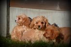 Cavapoo pups, Dieren en Toebehoren, Honden | Niet-rashonden, Parvo, België, 15 weken tot 1 jaar, Meerdere