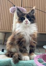 Maine Coon kitten, Dieren en Toebehoren, Katten en Kittens | Raskatten | Langhaar, Poes, Gechipt, 0 tot 2 jaar