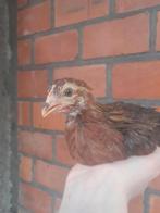 Welsumer kriel (jonge koppeltjes), Dieren en Toebehoren, Pluimvee, Meerdere dieren, Kip