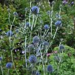 blauwe sierdistel planum- stek -, Tuin en Terras, Planten | Tuinplanten, Vaste plant, Ophalen of Verzenden