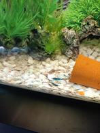 Garnalen wild kleur 10 stuks, Homard, Crabe ou Crevette