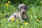 Teckel pups bij ons geboren gevarieerde kleuren, CDV (hondenziekte), Meerdere, 8 tot 15 weken, Meerdere dieren