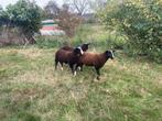 Zwartbles rammen, Dieren en Toebehoren, Mannelijk, Schaap, 0 tot 2 jaar