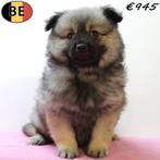Schattige kleine Kees pups (Belgisch), Dieren en Toebehoren, België, CDV (hondenziekte), 8 tot 15 weken, Meerdere