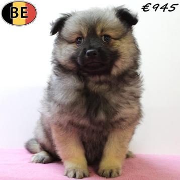 Schattige kleine Kees pups (Belgisch) beschikbaar voor biedingen