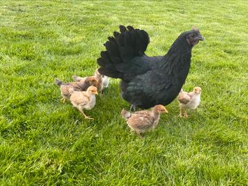Moederkip met 7 kuikens  beschikbaar voor biedingen