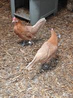 Fries hoen, Dieren en Toebehoren, Vrouwelijk, Kip