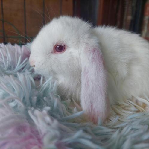 franse hangoren, Dieren en Toebehoren, Konijnen, Groot, Meerdere dieren, 0 tot 2 jaar, Hangoor