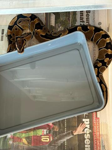 1.0 chocolate het clown beschikbaar voor biedingen