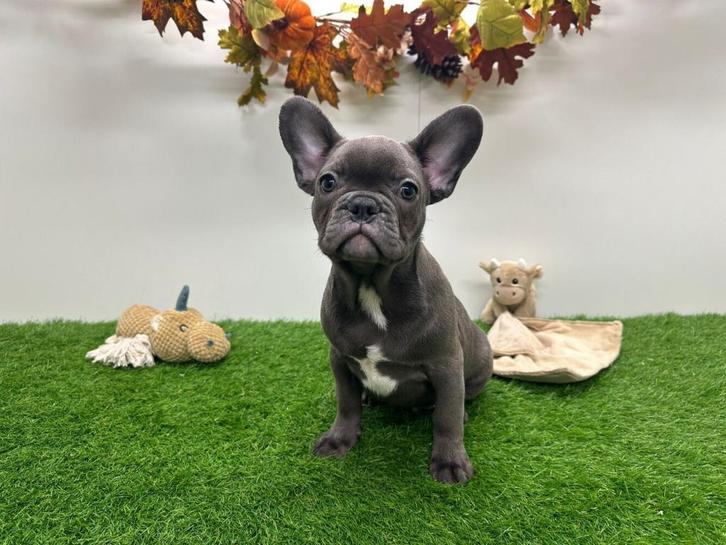 Franse Bulldog pup, Dieren en Toebehoren, Honden | Bulldogs, Pinschers en Molossers, Reu, Bulldog, Fokker | Professioneel, Eén hond