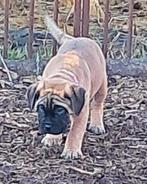 Bullmastiff femelle, Chienne, Belgique, 8 à 15 semaines, Bouledogue