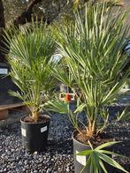 Europese dwergpalm - Chamaerops Humilis op voorraad, Tuin en Terras, Ophalen
