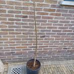 Notenboom, Tuin en Terras, Ophalen