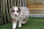 Prachtige Australische herder pups (aussie pups), Dieren en Toebehoren, Honden | Herdershonden en Veedrijvers, België, CDV (hondenziekte)