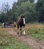 Prachtig, lief en breed gebouwd Tinker x trekpaard veulen, Gechipt, Minder dan 160 cm, Niet van toepassing, 0 tot 2 jaar
