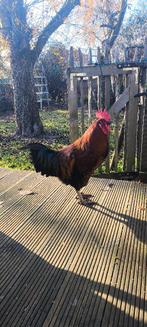 haan, Dieren en Toebehoren, Mannelijk, Tam