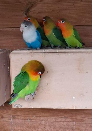 Agapornis fisherie, Dieren en Toebehoren, Meerdere dieren, Dwergpapegaai of Agapornis, Geringd