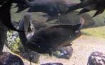 Petrochromis trewavasae Tanganyika cichliden, Zoetwatervis, Schoolvis, Vis