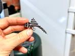 L046 / L46 Hypancistrus Zebra, Dieren en Toebehoren