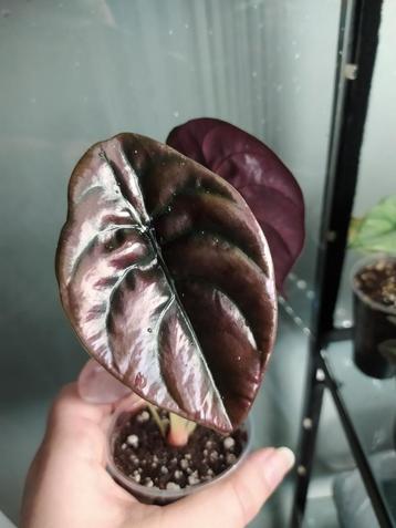 Baby Alocasia cuprea  beschikbaar voor biedingen