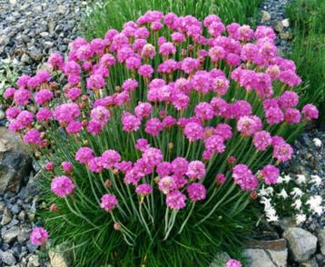 Armeria Splendens of Engels gras beschikbaar voor biedingen